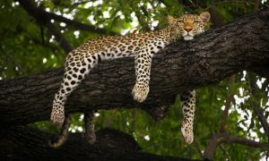 Определены лучшие фото дикой природы в этом году