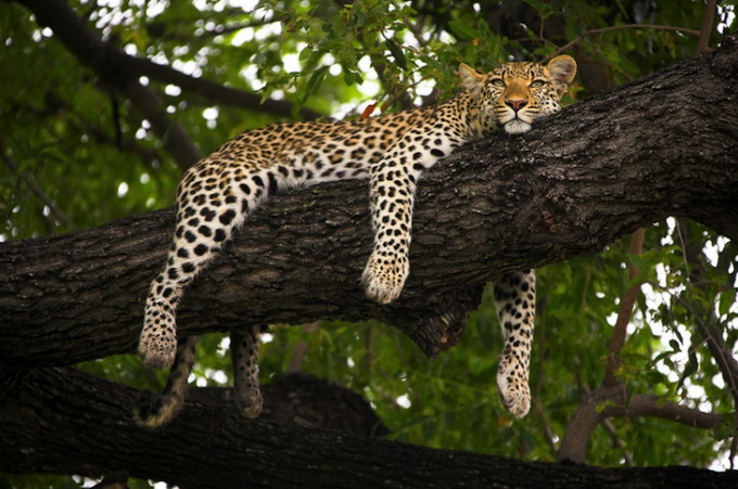Определены лучшие фото дикой природы в этом году
