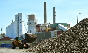 Стартовал сезон сахароварения: Винница переработает 2 млн тонн сахарной свеклы