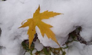 У Києві зафіксували другий поспіль температурний рекорд 