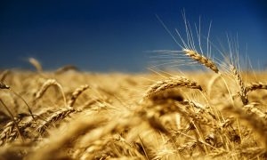 Производство пшеницы в мире будет расти – прогноз USDA