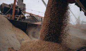 Экспорт украинского продовольствия наземными путями – в ноябре рекордный объем