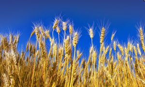 Экспорт украинской пшеницы в страны Африки - декабрьские объемы более миллиона тонн