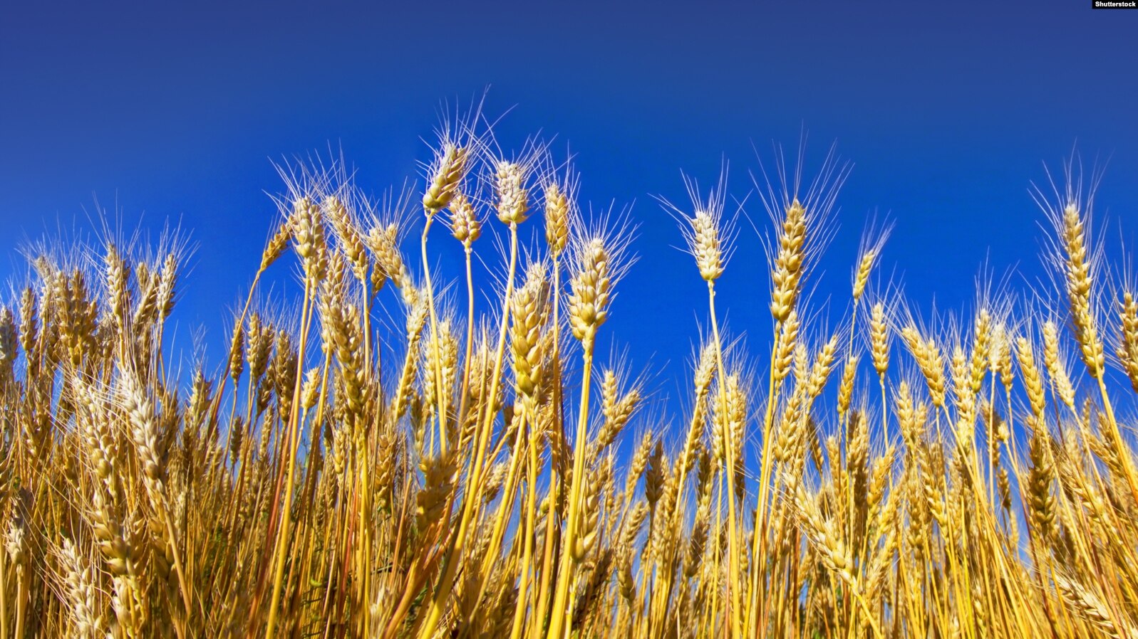 Експорт української пшениці до країн Африки - грудневі обсяги понад мільйон тонн