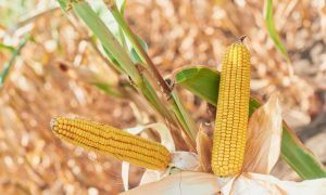 Из-за дождей и перебоев с электроснабжением: треть урожая кукурузы на полях, - Bloomberg