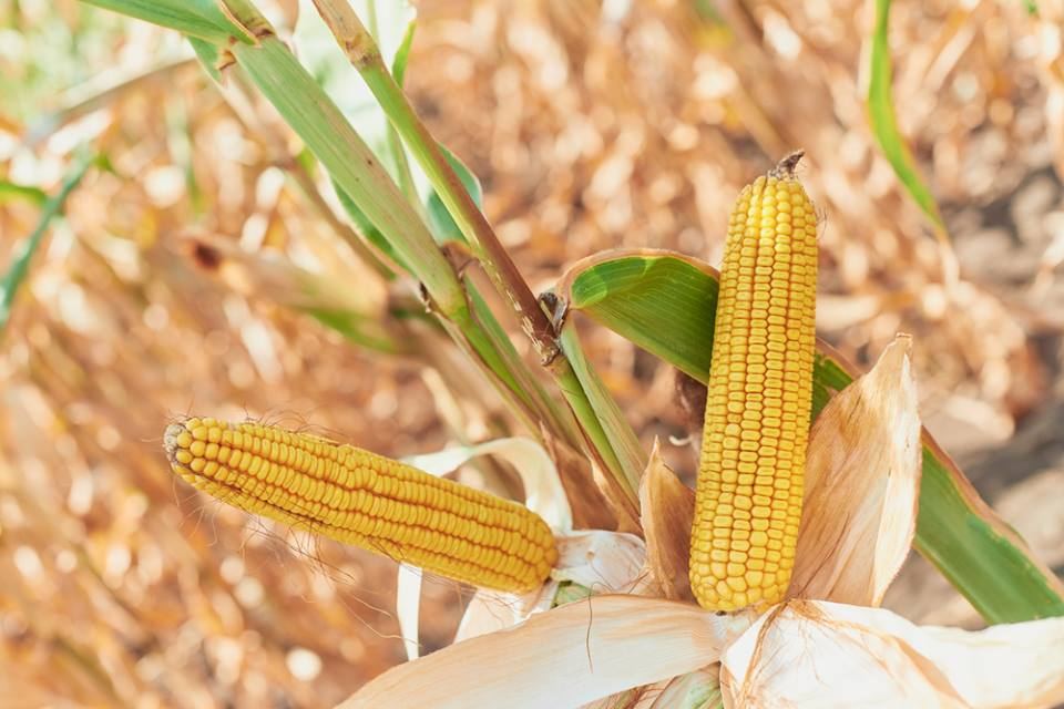 Через дощі та перебої з електропостачанням: третина врожаю кукурудзи на полях, - Bloomberg