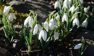 Нарциссы, ирисы и тюльпаны: в Украине из-за аномального тепла началось цветение (фото)