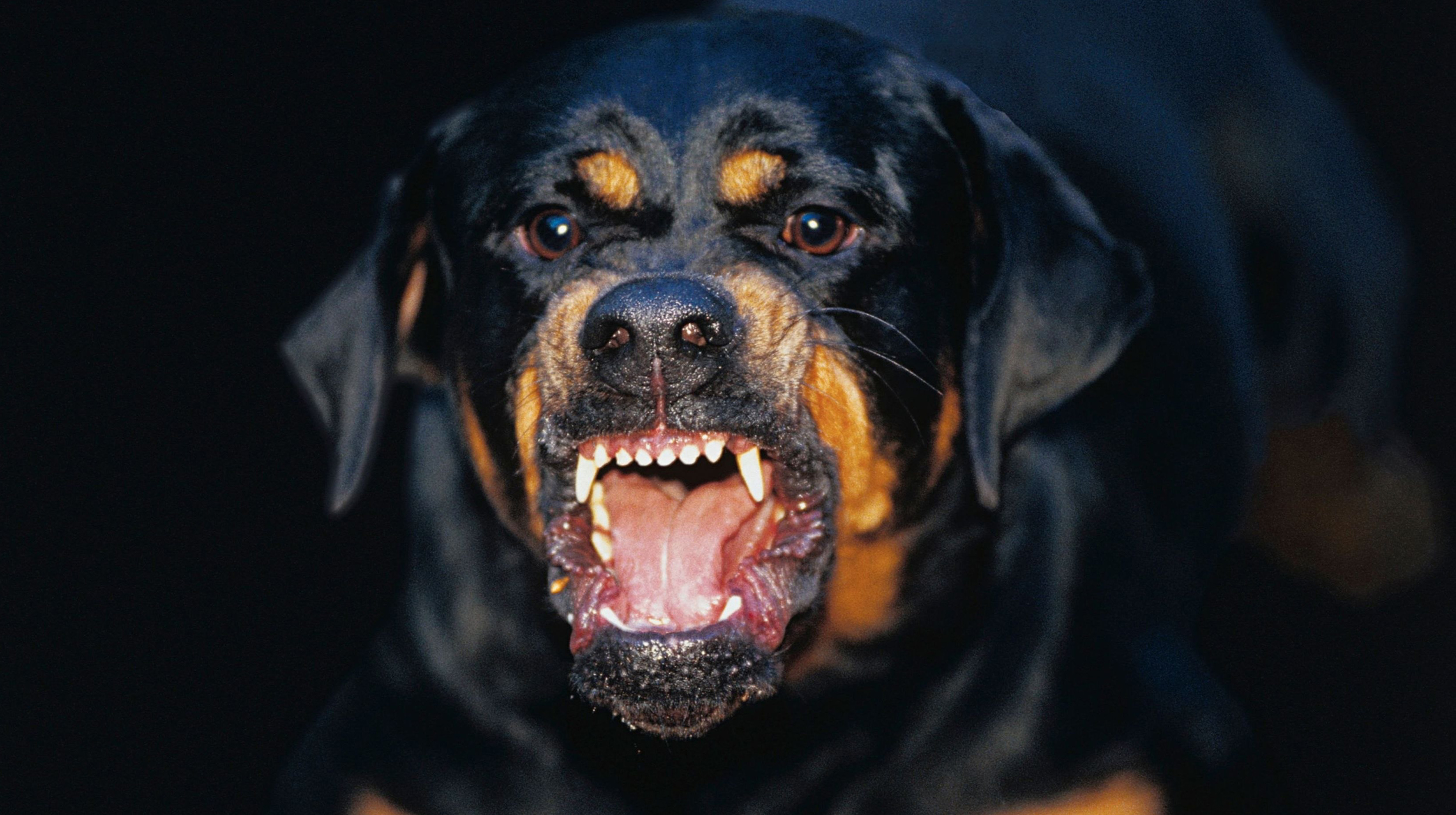 У Сумах собака до смерті покусав чоловіка