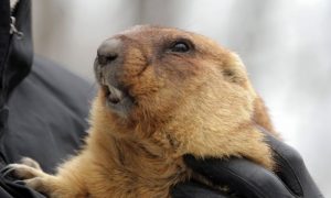 Харьковский сурок Тимка дал прогноз, когда придет весна