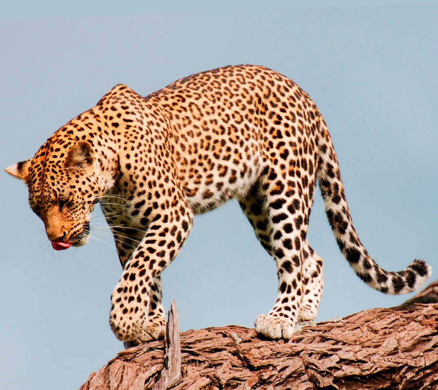 Відео: в Індії до будівлі суду увірвався леопард