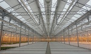 Из-за войны: в Украине остановили работу 40% теплиц