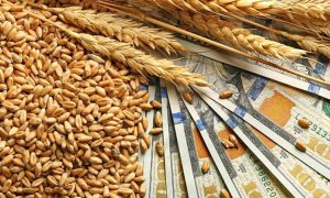 Урожай в Украине и цены на экспортное зерно: прогноз на 2023 год