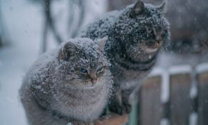 В Украину идет похолодание: синоптики рассказали о погоде на выходных