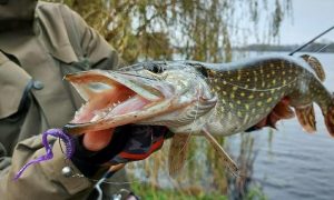 В Украине впервые вводят полный запрет на отлов щуки