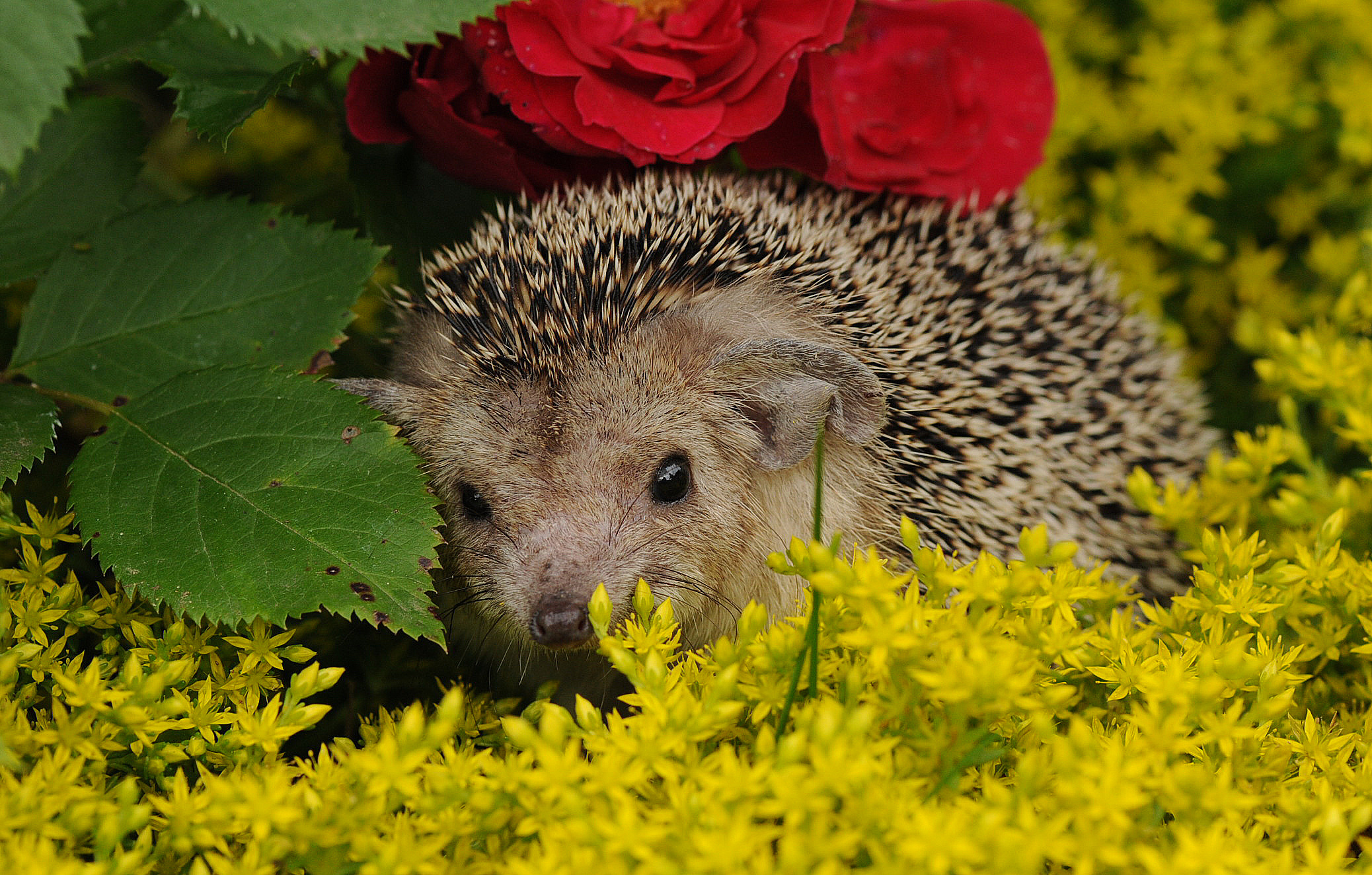 Колючий старець. У Данії знайдений найстаріший їжак у світі