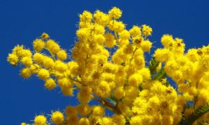 В Італії посуха призвела до зменшення врожаю квітів мімози до Міжнародного жіночого дня