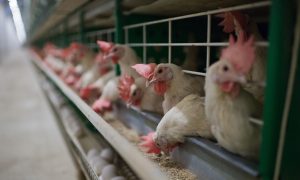 Молдова получила право экспортировать в ЕС переработанную курятину и яйца