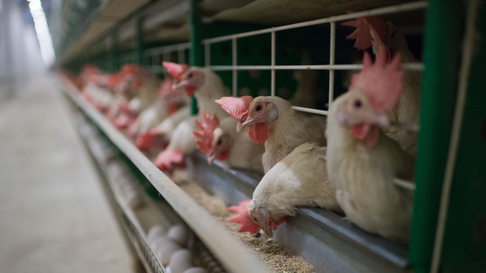 Молдова получила право экспортировать в ЕС переработанную курятину и яйца