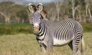 Сюжет для Discovery: в США разъярённая зебра чуть не откусила руку фермеру