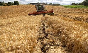 До зернової ініціативи Grain from Ukraine приєдналися 43 країни