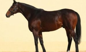 У Чехії викрали дорогого коня, який належить Кадирову 