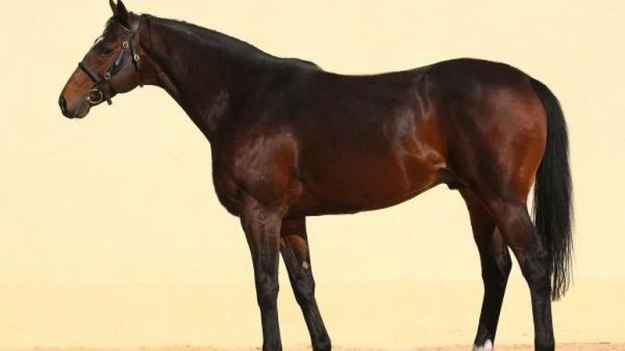 В Чехии похитили дорогого коня, который принадлежит Кадырову