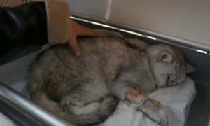 В Турции спасли кота, который провел под завалами после землетрясения почти 50 дней