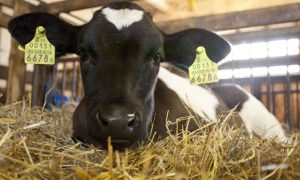 В США теленок сбежал из бойни и устроил погоню городом