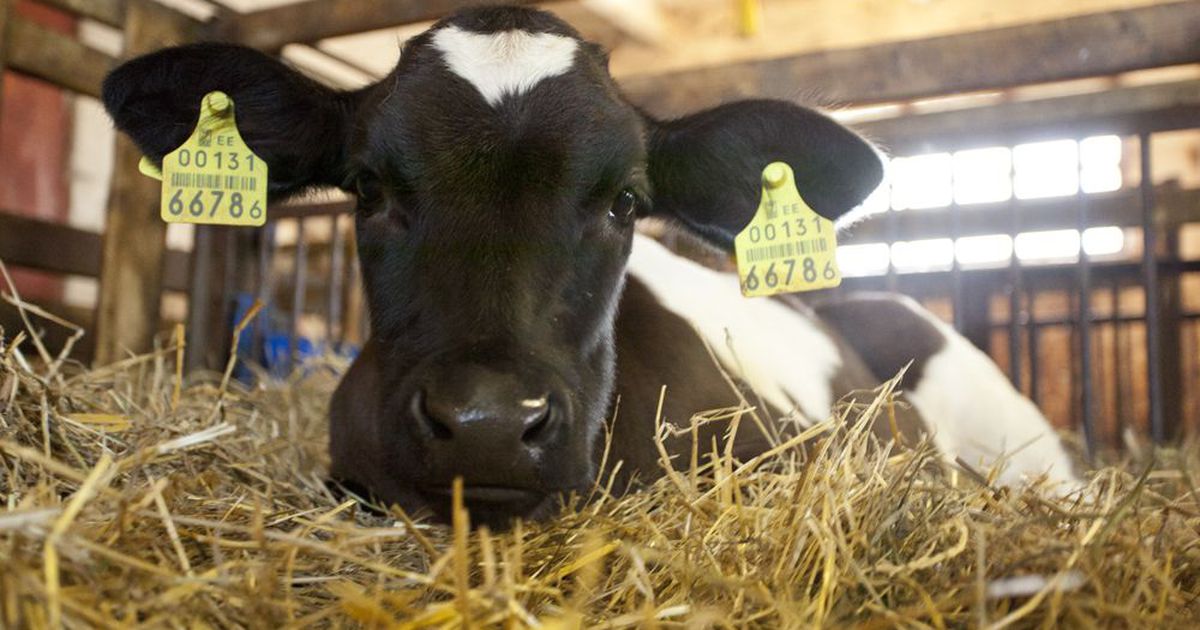 В США теленок сбежал из бойни и устроил погоню городом