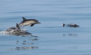 Правительство Франции обязали ограничить рыболовство для сохранения дельфинов