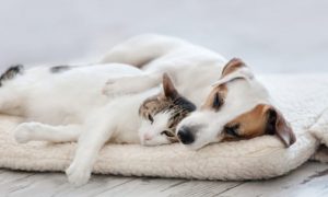 В Євросоюзі хочуть дозволити чиновникам ходити на роботу зі своїми домашніми улюбленцями - Politico