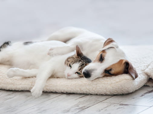 В Євросоюзі хочуть дозволити чиновникам ходити на роботу зі своїми домашніми улюбленцями - Politico