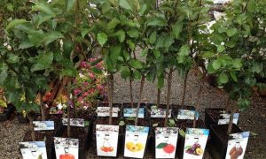 Отменены ограничения экспорта саженцев яблони, слив и алычи из Украины - Еврокомиссия