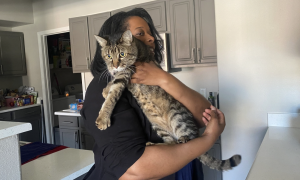 У готелі-казино Лас-Вегаса знайшли загубленого кота. Він став героєм TikTok