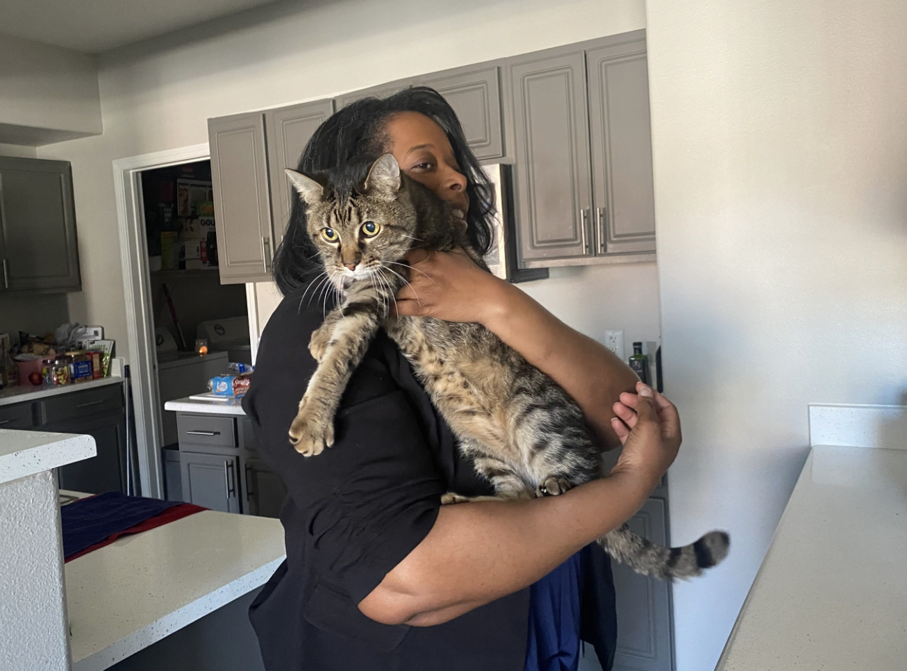 В отеле-казино Лас-Вегаса нашли потерянного кота. Он стал героем TikTok