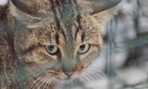 Ученые обнаружили новый вид кошек: в чем их особенность (фото)