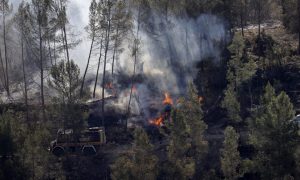 В Испании первый в этом сезоне лесной пожар опустошил 4000 гектаров