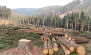 У бразильській Амазонії катастрофічно вирубують ліси