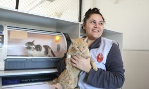 В Турции спасли из-под завалов кота, который провел там 21 день после разрушительных землетрясений