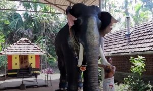 Индийский храм будет использовать механического слона вместо живого для проведения ритуалов