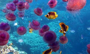 В океане находится 171 триллион фрагментов пластика – исследование