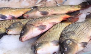 Новый рынок для украинской рыбной продукции: Турция устранила торговые барьеры