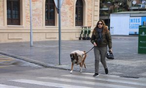 В Іспанії майбутніх власників собак зобов’яжуть пройти спеціальне навчання