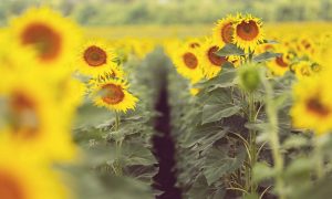 Фермеры Харьковщины получат семена подсолнечника и кукурузы от Японии