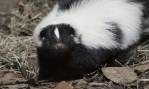 В Канаде скунс сорвал занятия в школе