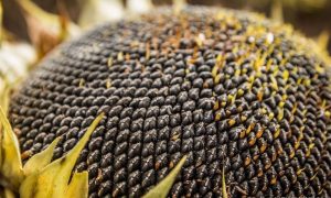 Агропроизводители могут получить семена подсолнечника и минудобрения от USAID