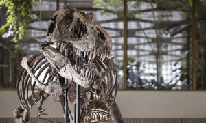 У Швейцарії пустять з молотка скелет тиранозавра