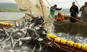 Членский взнос НАФО за 2023 год: Канада заплатила за Украину