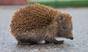 В Новій Зеландії паралізувало рейс через «потребу» маленького їжачка (фото)