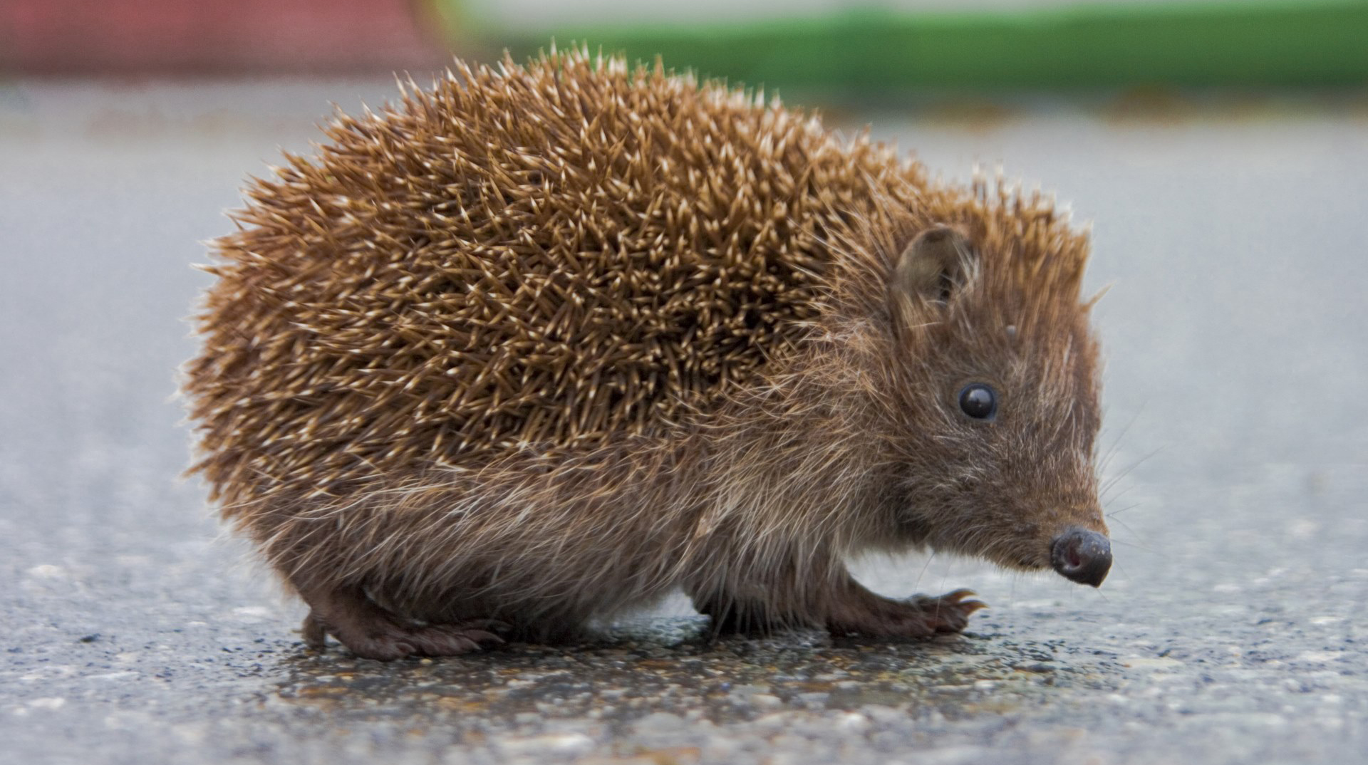 В Новій Зеландії паралізувало рейс через «потребу» маленького їжачка (фото)